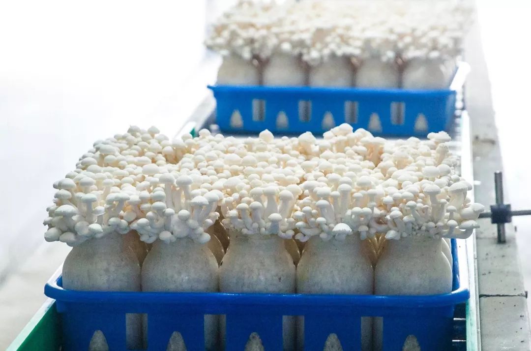 科技賦能，品質升級 慈溪白玉菇榮膺“浙產精品鮮菇”背后的生物技術力量